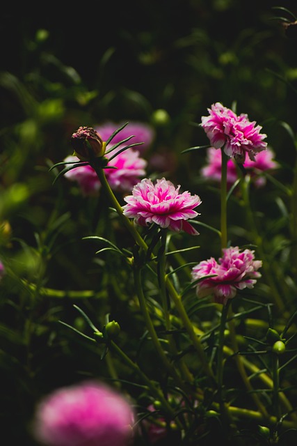 Blomster, Blomst Baggrund, Grøn, Have