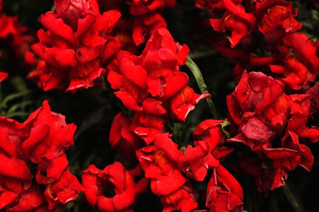 Free Garden Flowers photo and picture