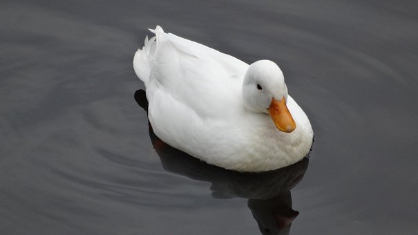 Eend, Vogel, Natuur, Dier, Water