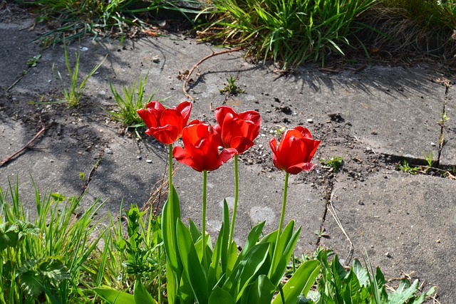 Free Poppy Flower photo and picture