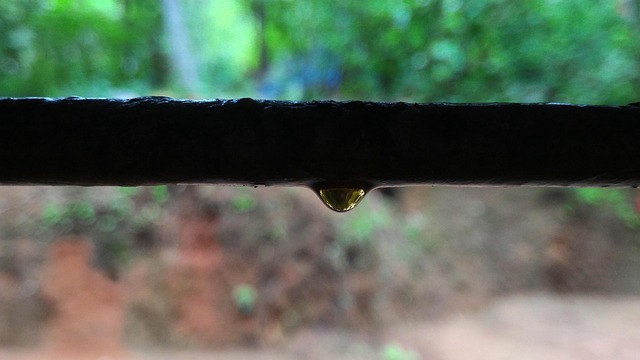 Free Drop Of Rain Natural Photography photo and picture
