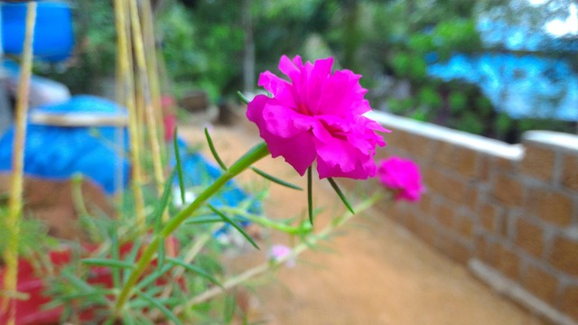 Free Red Flowers Ammu Special photo and picture