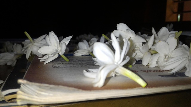 Free Jasmine Flowers Nidhin Chundambatta photo and picture