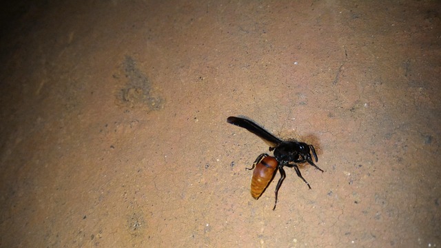 Free Wasp Wild Life Photography photo and picture