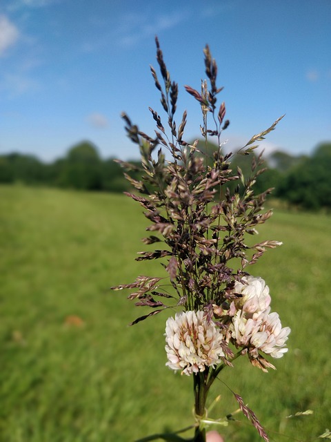 Free Nature Wildflowers photo and picture