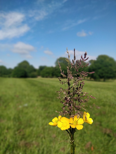 Free Nature Wildflowers photo and picture