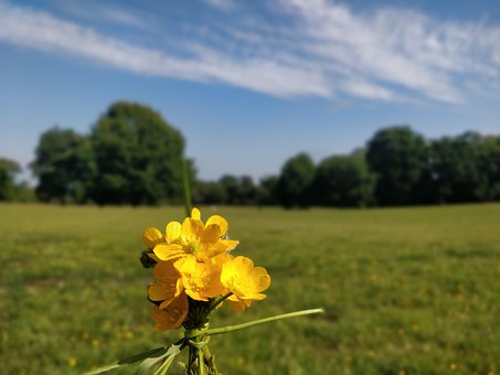 Free Nature Wildflowers photo and picture