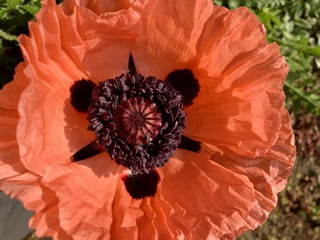 Mohn, Orange, Blume, Blüte