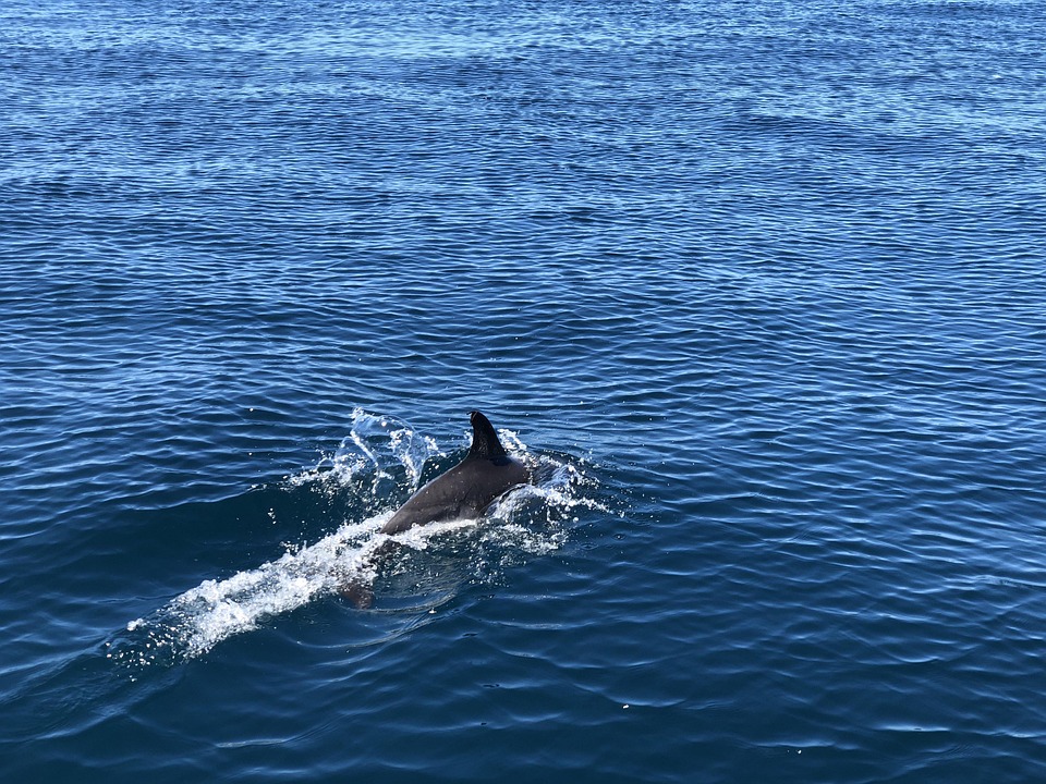 Dauphin Mer Dauphins - Photo gratuite sur Pixabay - Pixabay