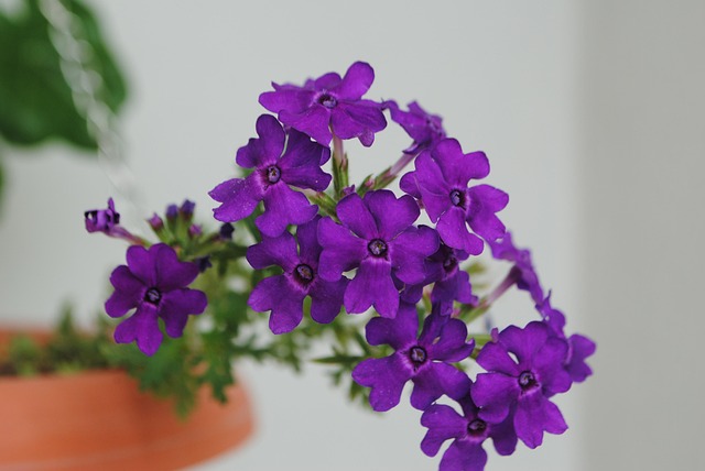 Flor, Naturaleza, Primavera, Bloom