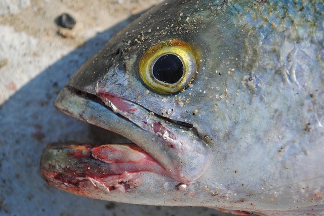 Pez, Pesca, Animal, Oceano, Fishinglife