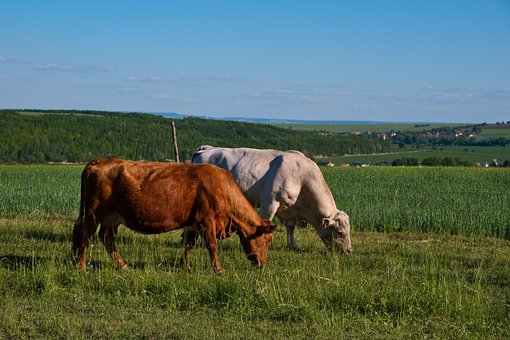 Animal, Vacă, Natura, Bovine