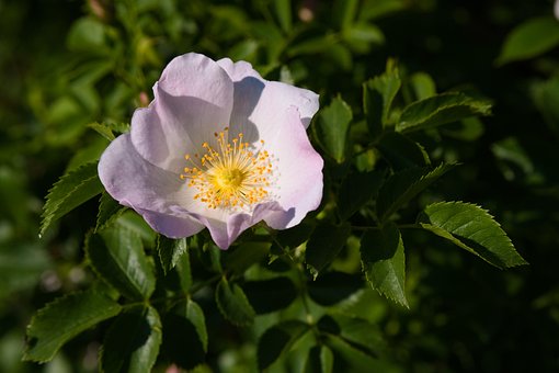 Trandafiri, Săgeți, Şold, Dormit Rose