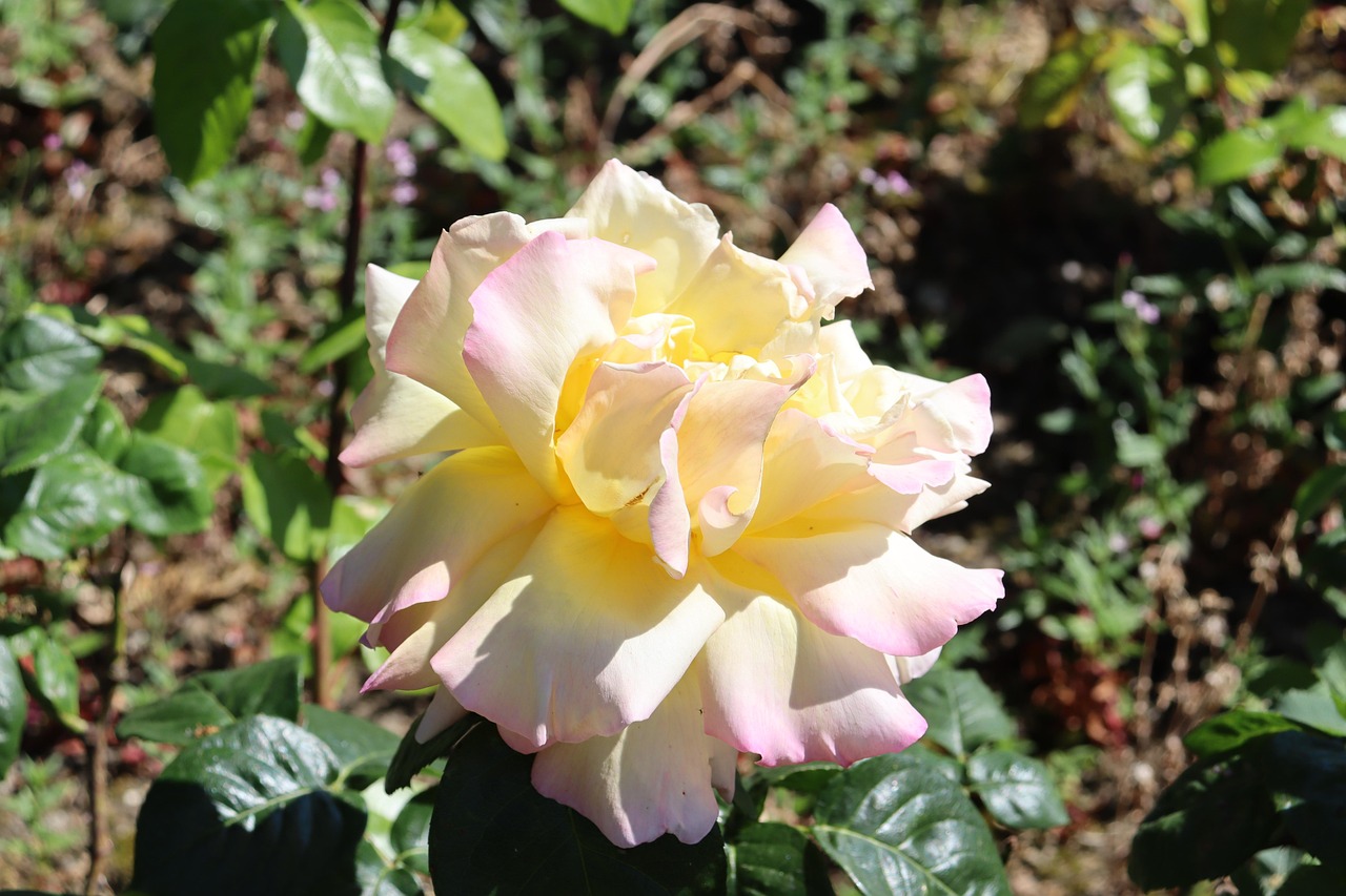 More than 100,000 Yellow Rose Wallpapers [HD] - Pixabay
