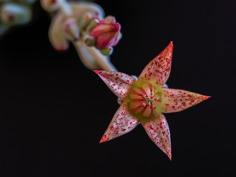 花背景黑色 Pixabay上的免费照片