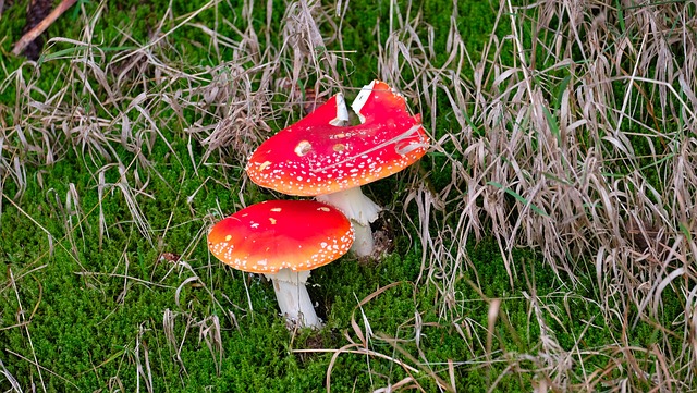 Free Nature Mushroom photo and picture