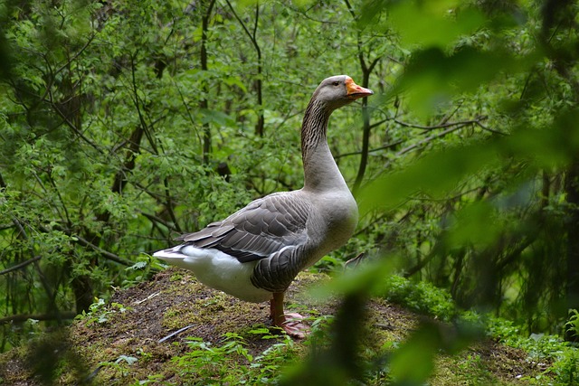 Free Bavaria Deer Park photo and picture