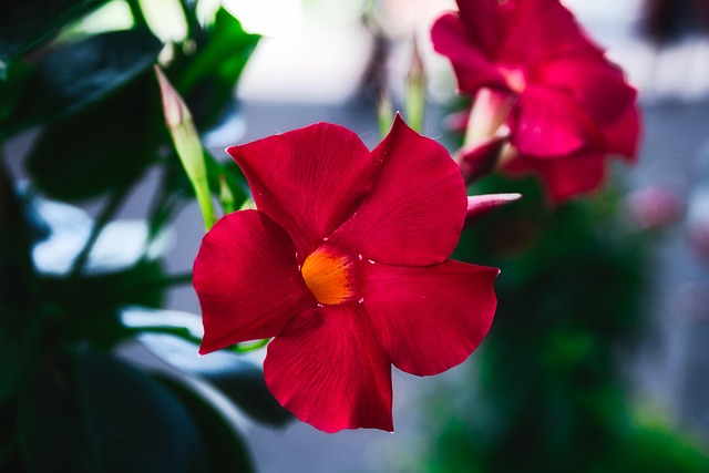 Free Flower Blossom photo and picture