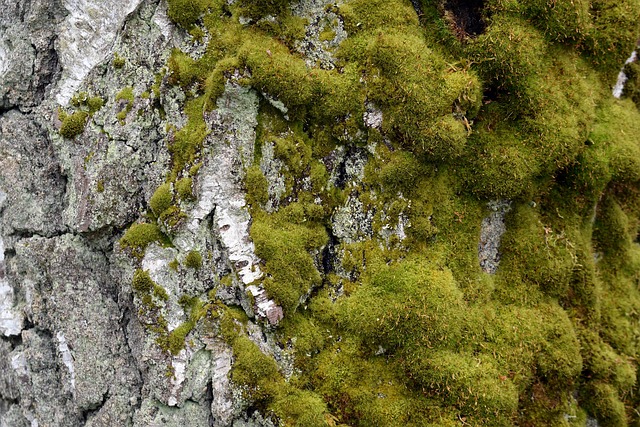 Free Down The Bark photo and picture
