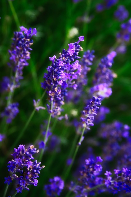 Free Garden Beautiful Flowers photo and picture