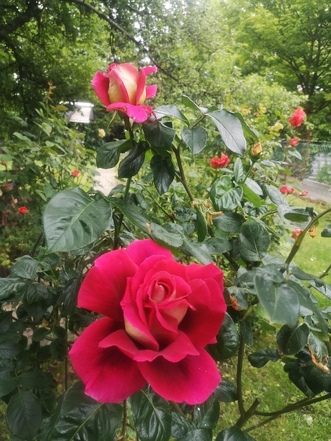 Rose Rouge Botanique - Photo gratuite sur Pixabay - Pixabay