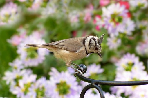 Free Animal Bird photo and picture