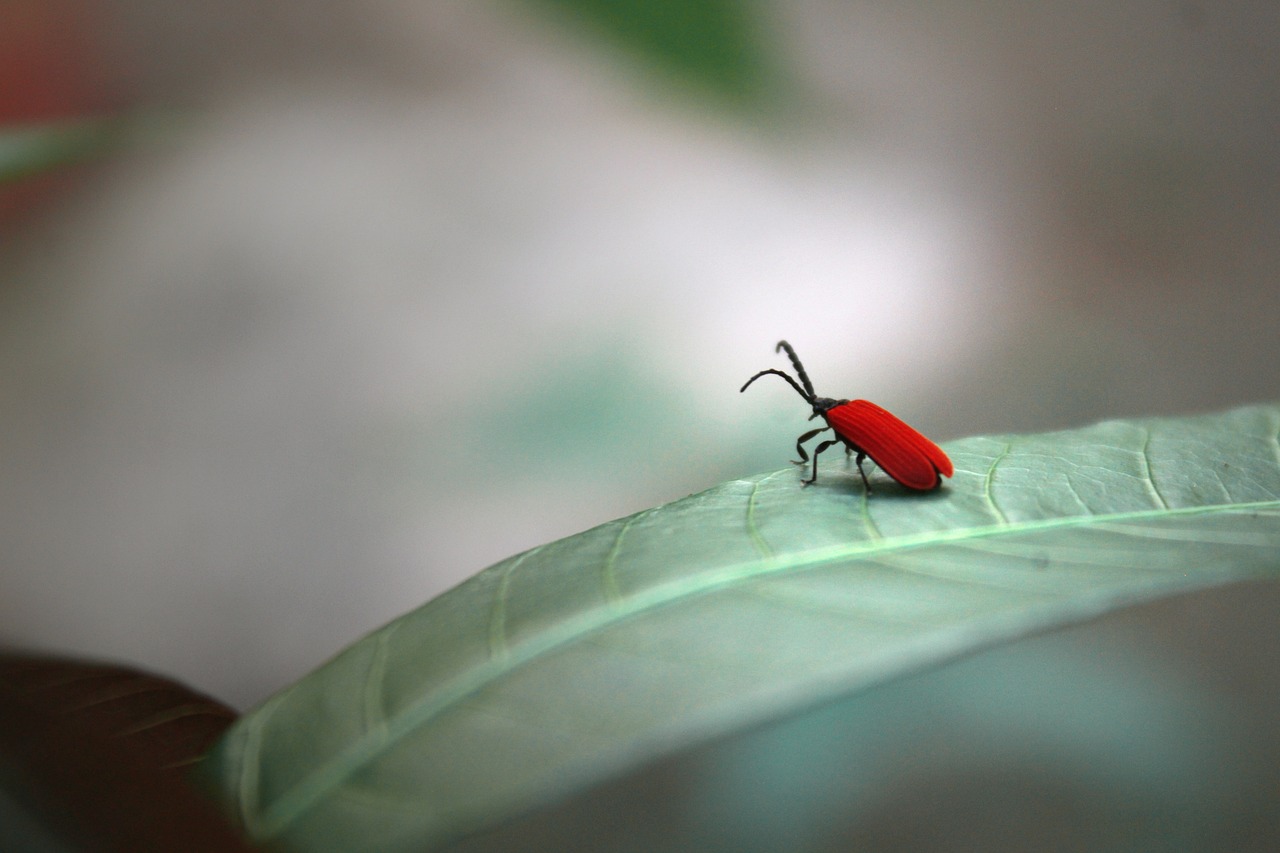 Insecto Animal Macro - Foto gratis en Pixabay - Pixabay