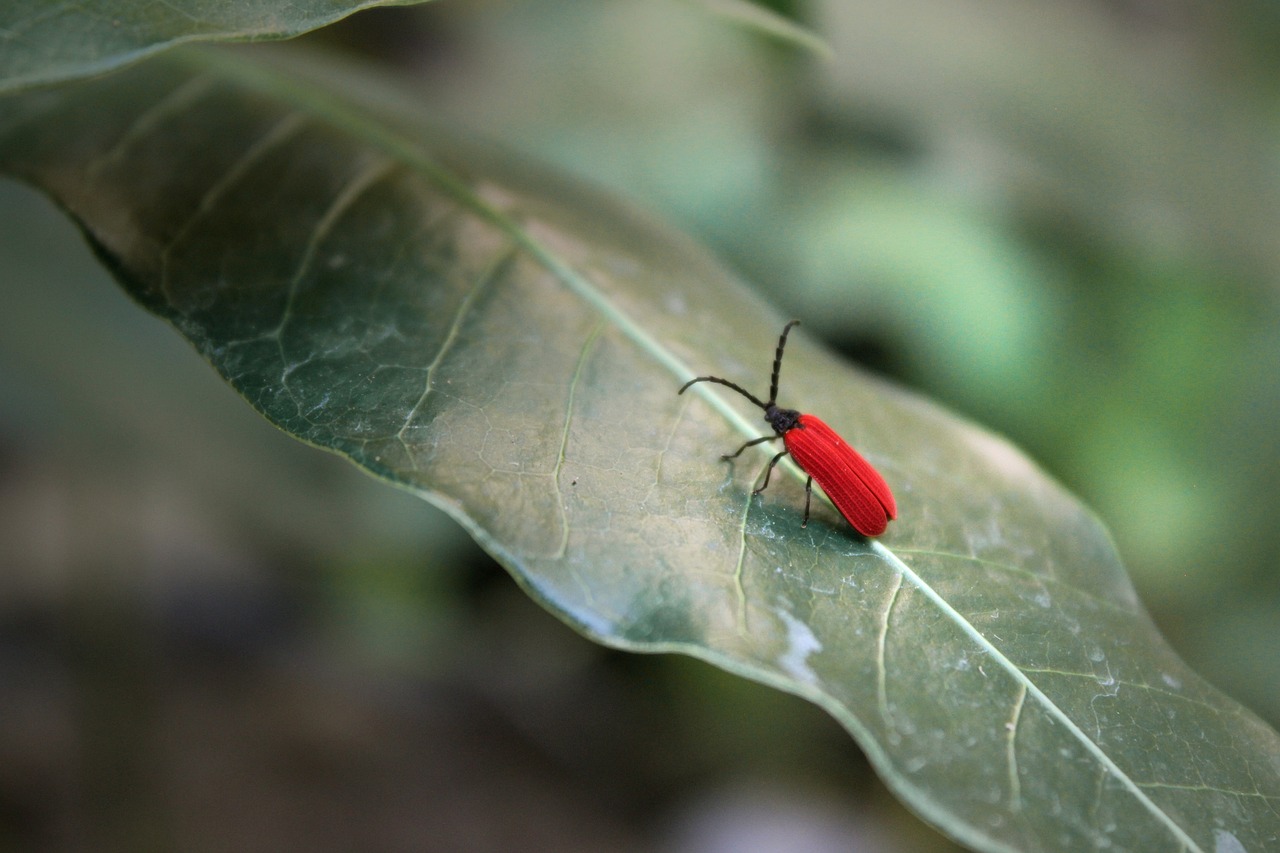 Insecto Animal Natural - Foto gratis en Pixabay - Pixabay