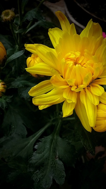 Free Flower Chrysanthemum photo and picture