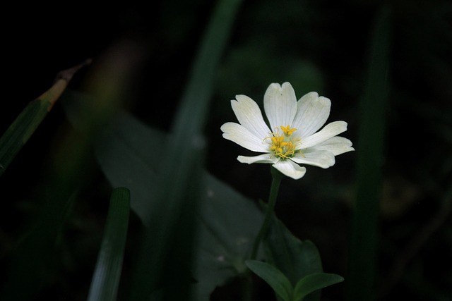 Free Flower Blossom photo and picture