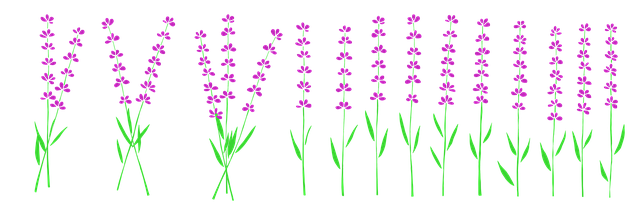 Lavendel, Blühen, Blumen, Strauß