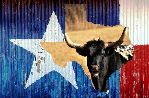 Texas, Texas Longhorn, Longhorn