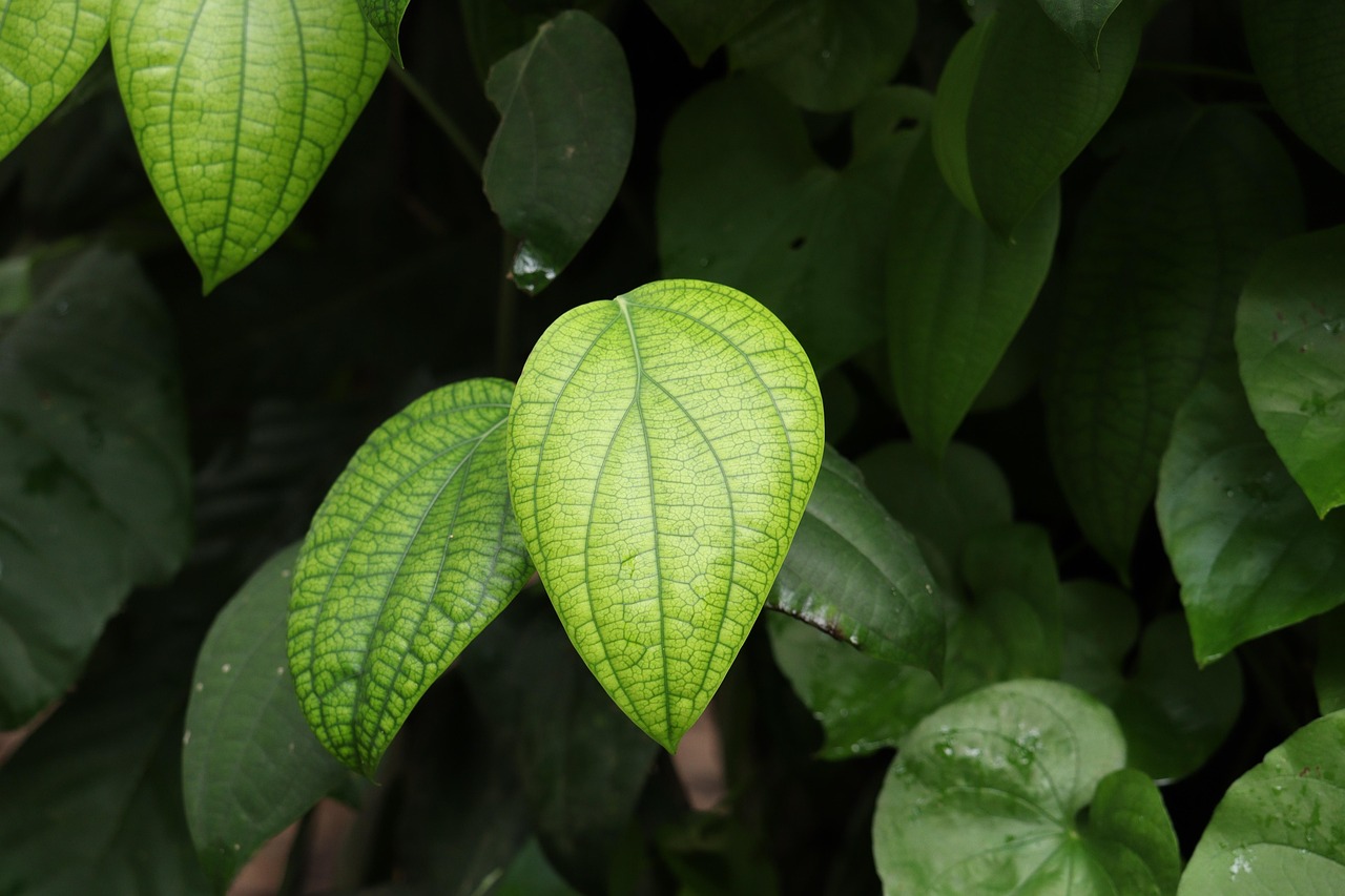 잎 자연 초록 - Pixabay의 무료 사진 - Pixabay