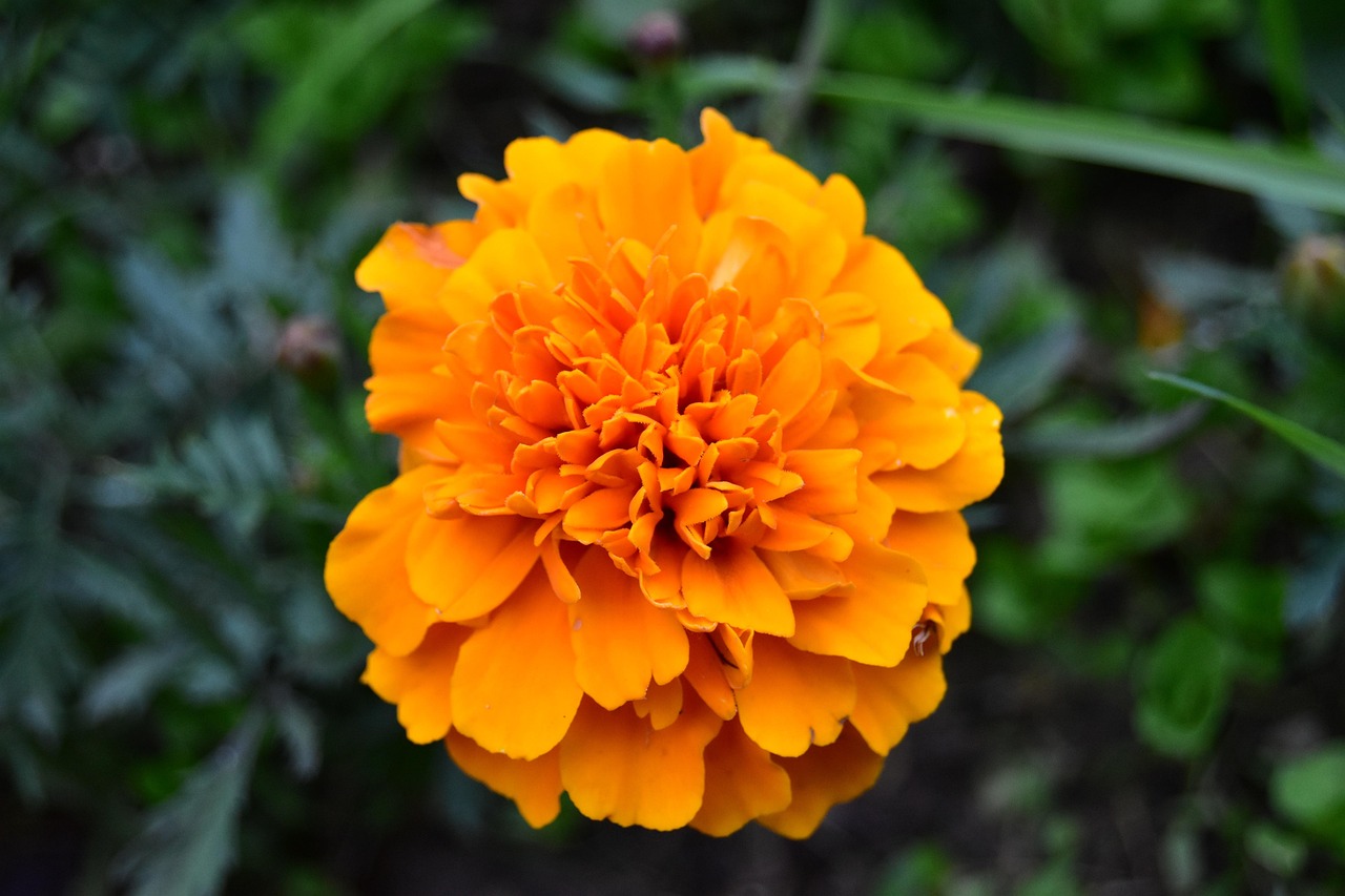 Orange Marigold Flower - Free photo on Pixabay