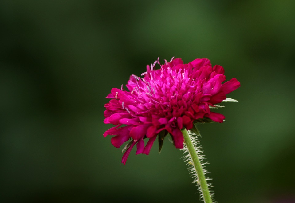 Knautia Macedonica Beemdkroon - Free photo on Pixabay - Pixabay