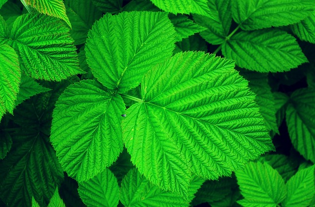 Free Leaf Raspberry photo and picture