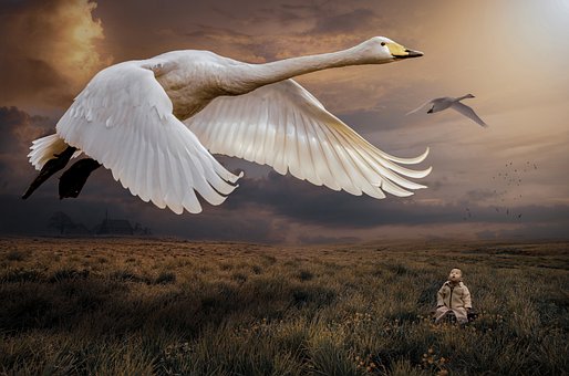 Free Swan Bird photo and picture