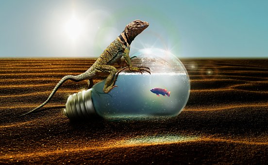 Free Lizard Desert photo and picture