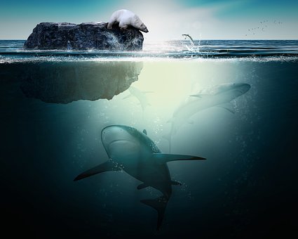 Free Shark Polar Bear photo and picture