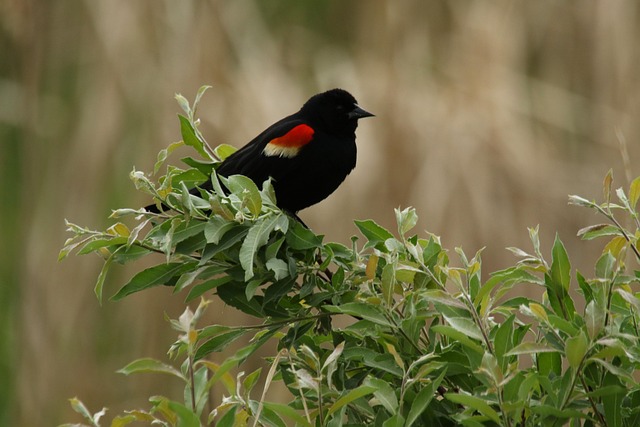 Vogel, Red Winged Black Bird, Rot