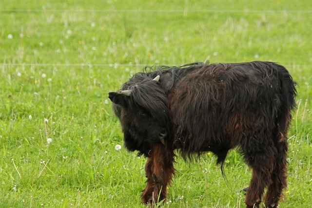 Hochlandkuh, Hörner, Schwarz, Kuh