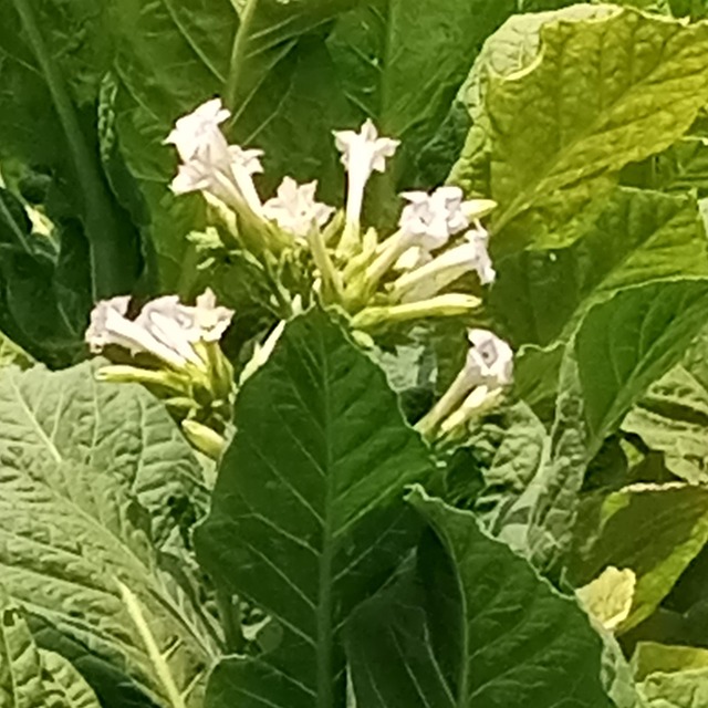 Planta De Tabaco Foto gratis en Pixabay Pixabay