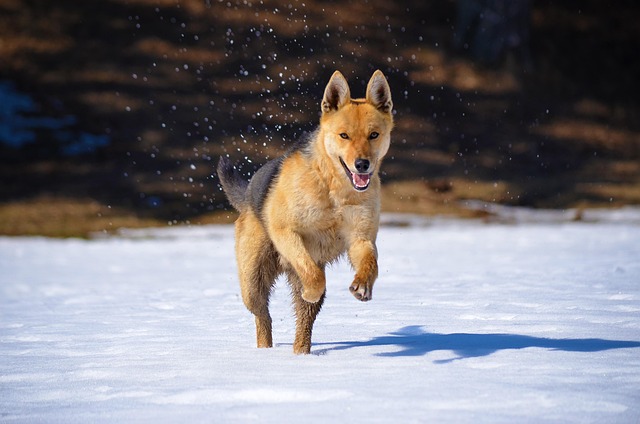 dog, a fox, predator, mammal, wild, snow, furry, winter, pet, wolf, charming, animals, animal, hunting, snout, ears, happy, friendly, cute, dogs, nature, runs, in motion, smile, puppy, young