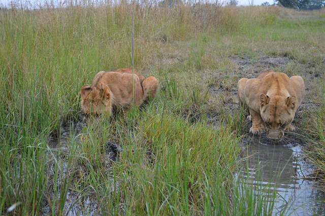 Predator Rastafari Photo Africa Safari Predator - Free photo on Pixabay - Pixabay