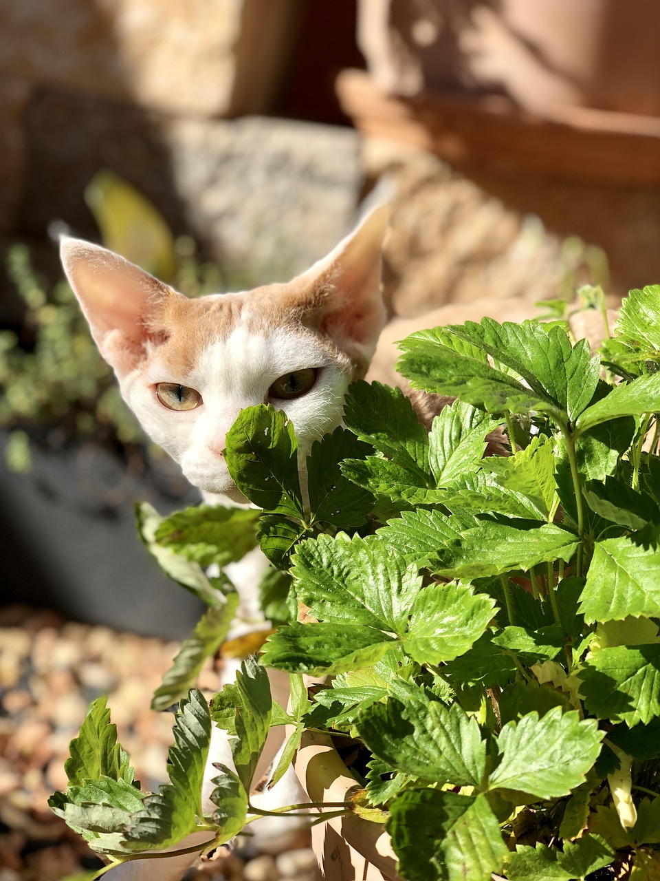Cat Domestic Eyes - Free photo on Pixabay - Pixabay