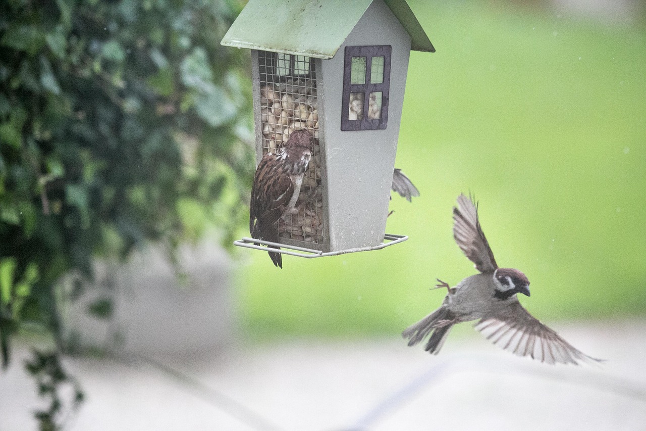Sparrow Sperling Bird - Free photo on Pixabay - Pixabay