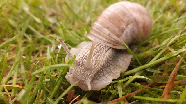 Free Snail Nature photo and picture