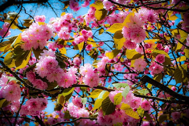 Flowers, Blumen, Romantisch, Sommer