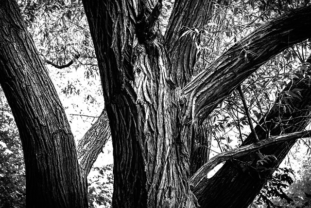 Baum, Black, White, Schwarz, Natur