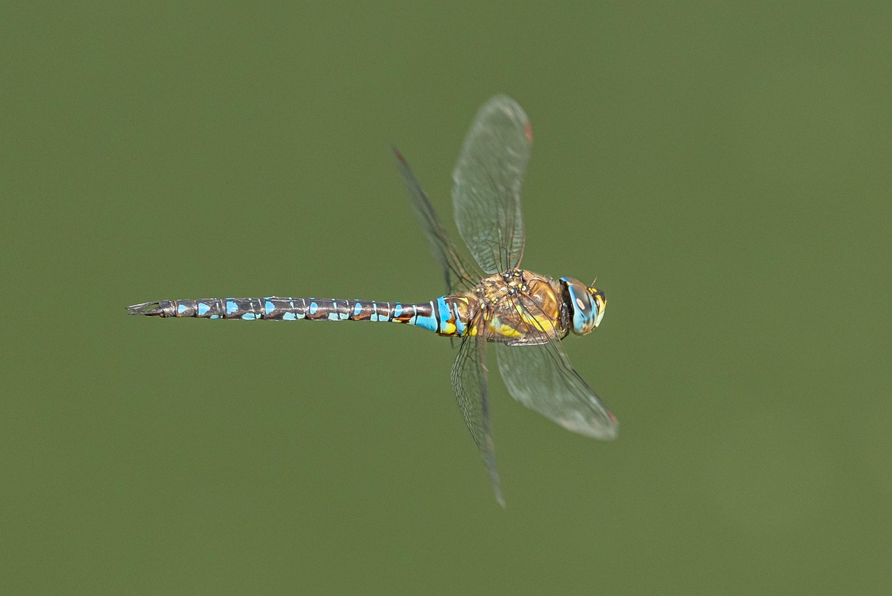 Dragonfly Insect Residence - Free photo on Pixabay - Pixabay